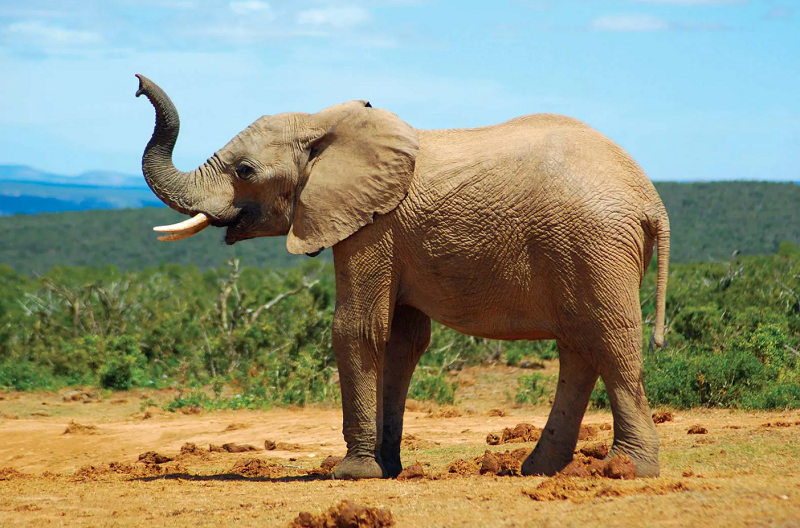 Mơ thấy con voi và những con số liên quan